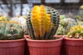 Cactus tree,Various cactus plants, gardening in pots,Pattern fome cactus