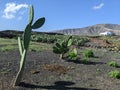 Cactus tree on volcanics soil