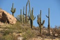 Cactus Trees Royalty Free Stock Photo
