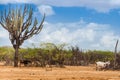 Cactus, trees and goat Royalty Free Stock Photo