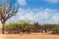 Cactus, trees and goat Royalty Free Stock Photo