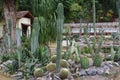 Cactus trees