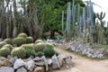 Cactus trees Royalty Free Stock Photo