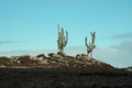 Cactus trees on rock islet,Galapagos.