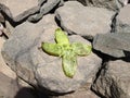 Cactus tropical fruts