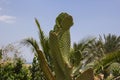 Cactus in an oasis near the Dead Sea Royalty Free Stock Photo