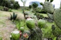 Green cactus and tunas growing in summer