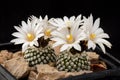 Cactus Turbinicarpus valdezianus albiflorus with flower isolated