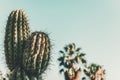 Cactus on turquoise sky with palms at background