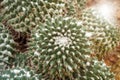 Closeup of Mexican Pincushion Cactus Mammillaria magnimamma. Royalty Free Stock Photo