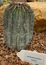 Cactus, Uebelmannia pectinifera Royalty Free Stock Photo