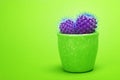 Cactus ultra violet Art Fashion Design. Cacti in green ceramic pot Minimal summer still life concept. Trendy Bright Color.