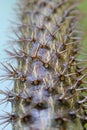 Cactus under view, close up, thorny plants