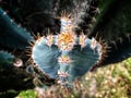Cactus is a unique plant whose stem is full of thorns