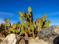 Cactus variety, Palm Desert