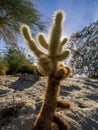 Cactus variety, Palm Desert