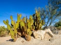 Cactus variety, Palm Desert