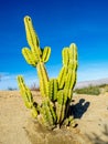 Cactus variety, Palm Desert