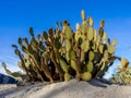 Cactus variety, Palm Desert
