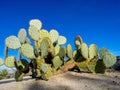 Cactus variety, Palm Desert