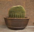 Cactus in a vase Royalty Free Stock Photo