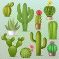 Cactus vector botanical cacti green cactaceous succulent plant botany illustration floral realistic set of cartoon