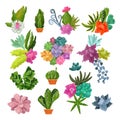 Cactus vector cartoon botanical potted cacti with tropical flowers and flowering cactaceous succulent plant botany