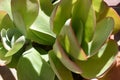 Cactus verde en dÃÂ­a soleado Royalty Free Stock Photo