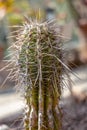 Cactus with very long spines been though hard times Royalty Free Stock Photo