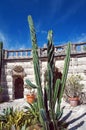 Cactus of Villa Vizcaya Gardens Royalty Free Stock Photo