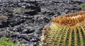 Cactus and volcanic landscape