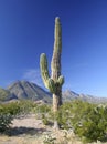 Cactus with volcanoes Royalty Free Stock Photo