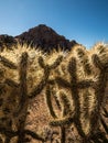 Cactus wall in joshua tree NP Royalty Free Stock Photo