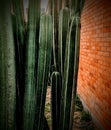 Cactus and wall Royalty Free Stock Photo