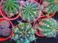 the cactus wallpaper. the cactus background. Royalty Free Stock Photo