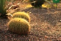 Round cactus