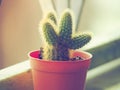 Cactus & Warmth Sunshine Royalty Free Stock Photo