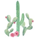 Cactus Watercolor Green Cacti Arrangement Mexican Pink Flowers Bouquet