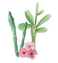 Cactus Watercolor Green Pink Flowers Cacti Arrangement Bouquet