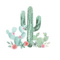 Cactus Watercolor Pink Floral Red Succulents Flowers Cacti