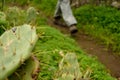 Hiking with a cactus in the foreground Royalty Free Stock Photo