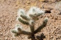 Smal White Spiky Cactus Growing