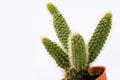 Cactus white background