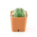 Cactus White Background Royalty Free Stock Photo