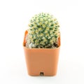 Cactus White Background Royalty Free Stock Photo