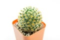 Cactus White Background Royalty Free Stock Photo