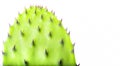 Cactus on a white background. Isolate. with copy space