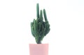 Cactus pots on a white background and multicolored pot
