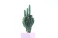 Cactus pots on a white background and multicolored pot