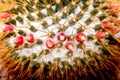 Cactus white hair  patterns with long thorn or golden barrel and red bud flowers blooming top view in nature garden background Royalty Free Stock Photo